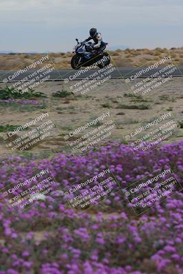 media/Jan-14-2023-SoCal Trackdays (Sat) [[497694156f]]/Turn 14 Exit Bloomig (145pm)/
